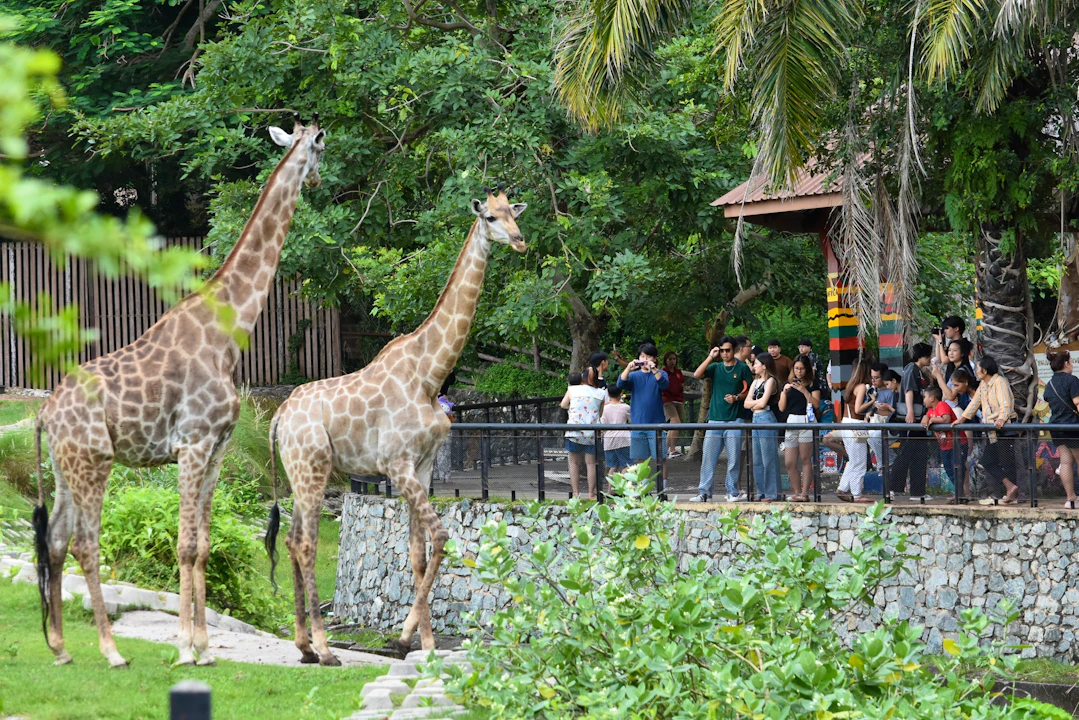 Khao Kheow Open Zoo Pattaya Tickets Ticket
